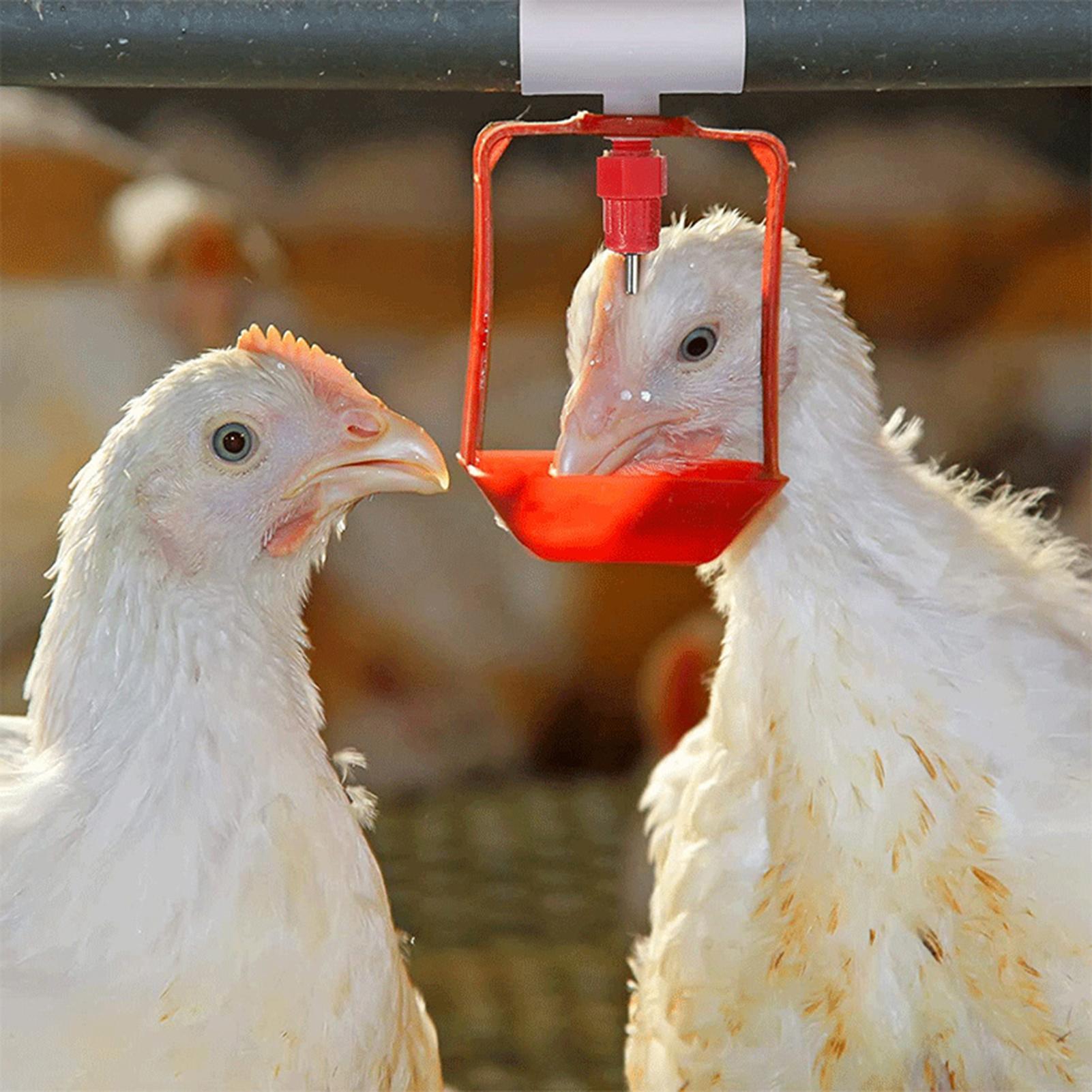 Chicken Drinker PVC Tee Fittin - Chicken Nipple Drinker review and price