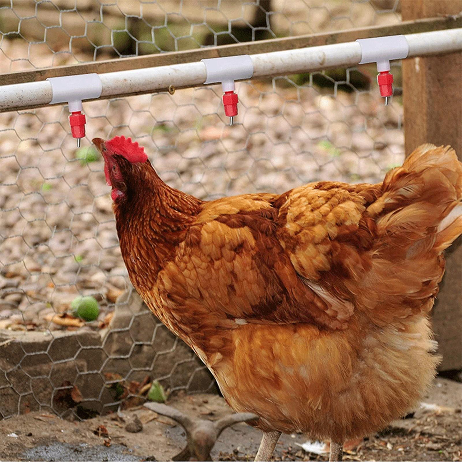 Chicken Drinker PVC Tee Fittin - Chicken Nipple Drinker review and price