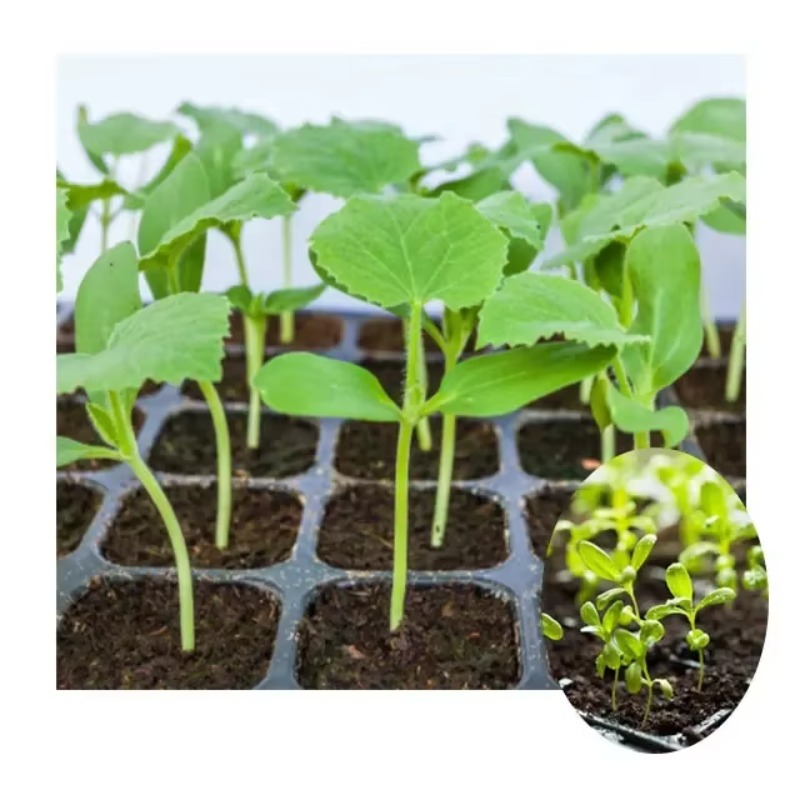 Automatic Plug Tray Seeding Ma - Nursery Plug Tray review and price