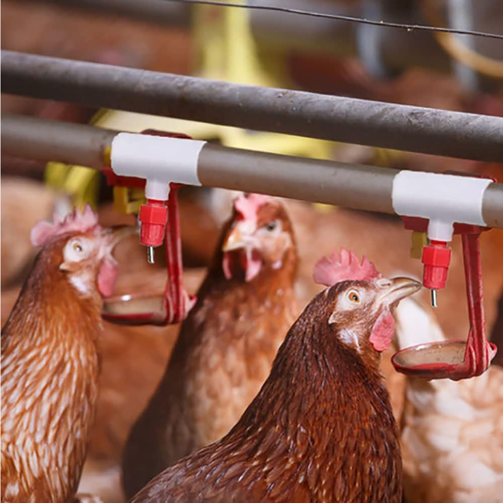 Chicken Waterer PVC Tee Fittin - Chicken Nipple Drinker review and price