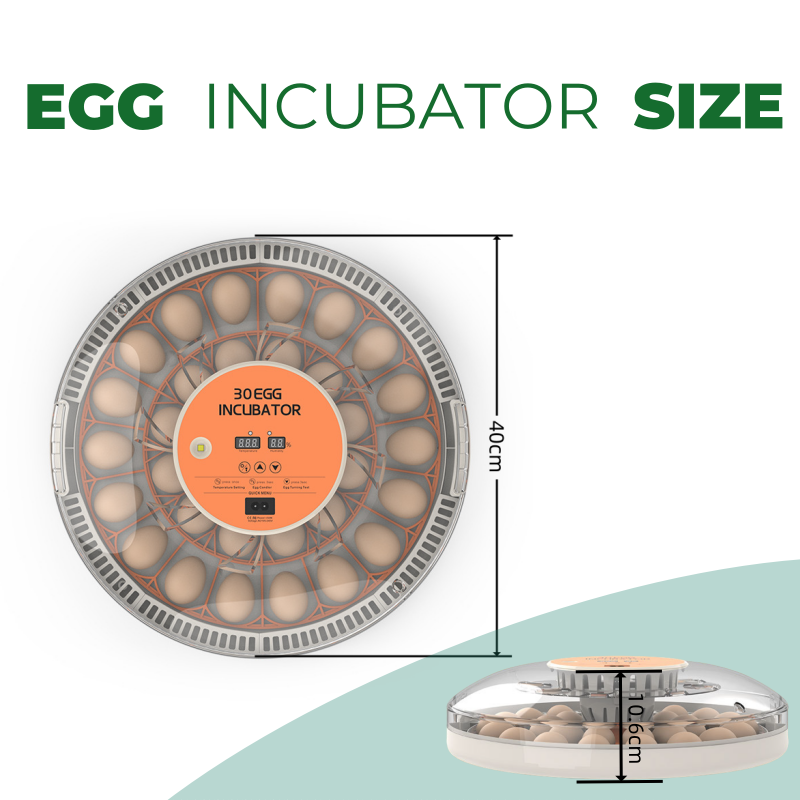 STLF30 Eggs Home Use Incubator - Quail Egg Incubator review and price