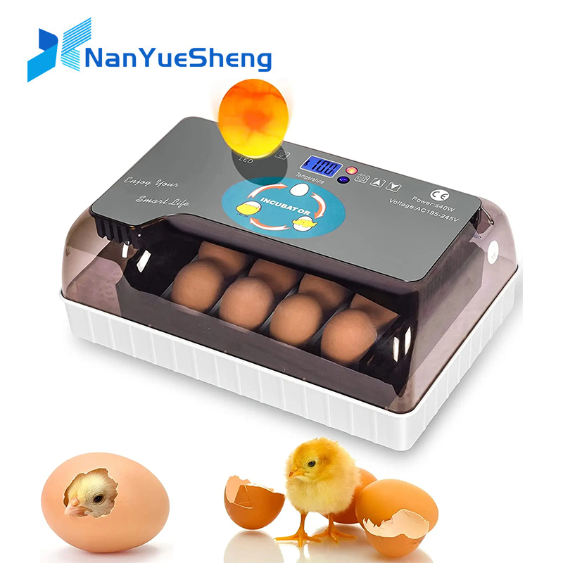 Automatic HHD Best Digital 12  - Quail Egg Incubator review and price