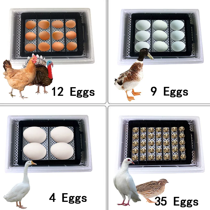 Automatic HHD Best Digital 12  - Quail Egg Incubator review and price