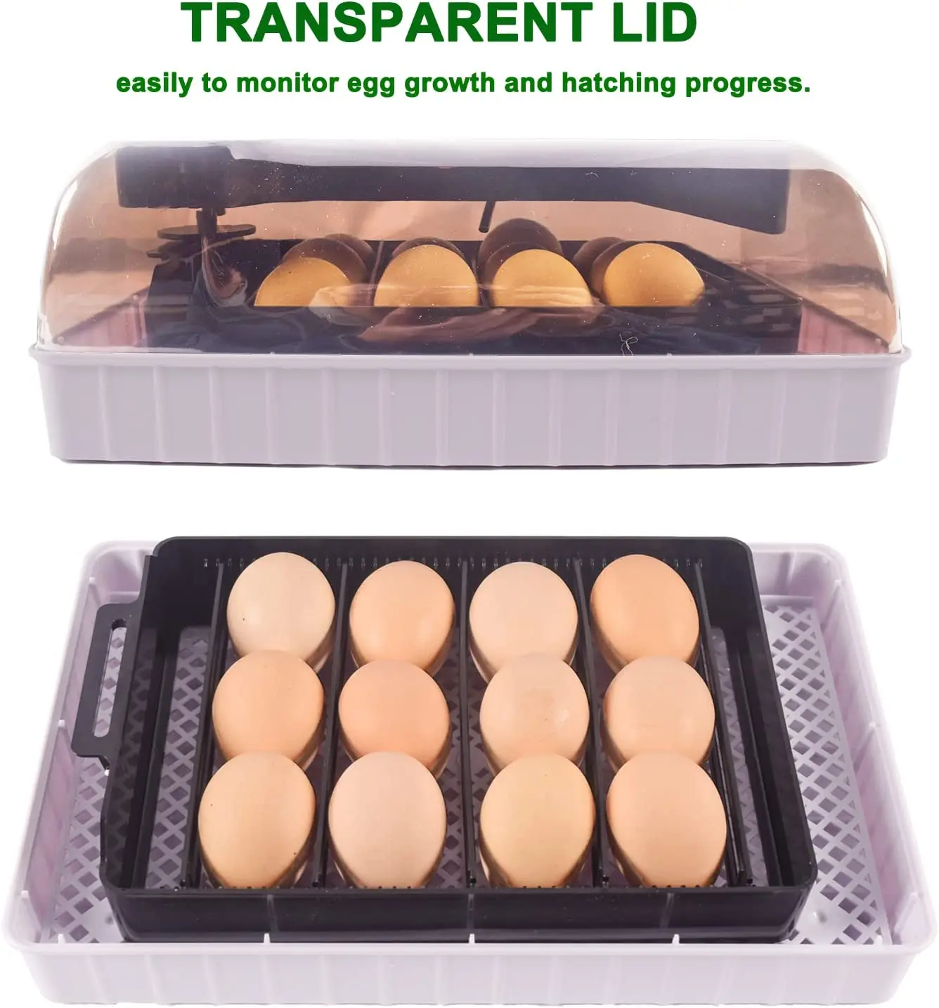 Automatic HHD Best Digital 12  - Quail Egg Incubator review and price
